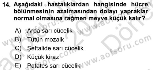 Fitopatoloji Dersi 2024 - 2025 Yılı (Final) Dönem Sonu Sınav Soruları 14. Soru