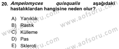 Fitopatoloji Dersi 2024 - 2025 Yılı (Final) Dönem Sonu Sınav Soruları 20. Soru