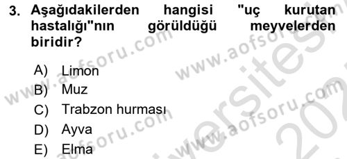Fitopatoloji Dersi 2024 - 2025 Yılı (Final) Dönem Sonu Sınav Soruları 3. Soru