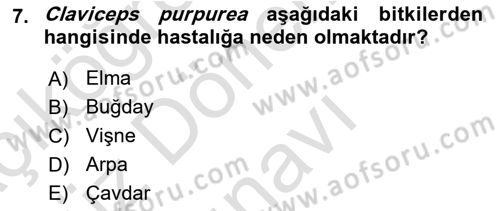 Fitopatoloji Dersi 2024 - 2025 Yılı (Final) Dönem Sonu Sınav Soruları 7. Soru