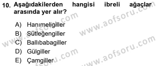Fitopatoloji Dersi 2024 - 2025 Yılı Yaz Okulu Sınav Soruları 10. Soru