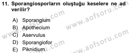 Fitopatoloji Dersi 2024 - 2025 Yılı Yaz Okulu Sınav Soruları 11. Soru