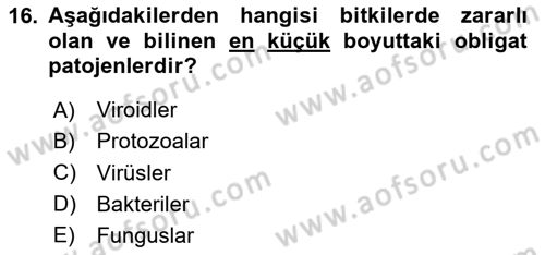 Fitopatoloji Dersi 2024 - 2025 Yılı Yaz Okulu Sınav Soruları 16. Soru