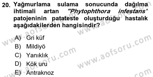 Fitopatoloji Dersi 2024 - 2025 Yılı Yaz Okulu Sınav Soruları 20. Soru
