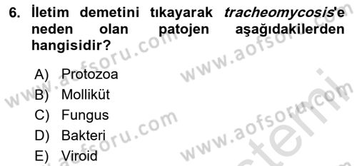 Fitopatoloji Dersi 2024 - 2025 Yılı Yaz Okulu Sınav Soruları 6. Soru
