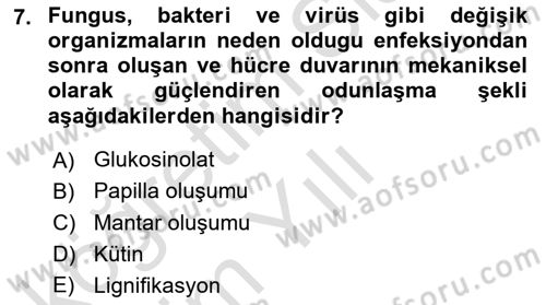 Fitopatoloji Dersi 2024 - 2025 Yılı Yaz Okulu Sınav Soruları 7. Soru