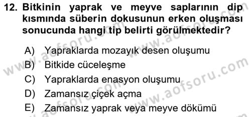 Fitopatoloji Dersi 2025 - 2026 Yılı (Vize) Ara Sınav Soruları 12. Soru