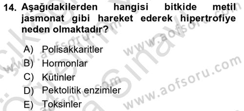 Fitopatoloji Dersi 2025 - 2026 Yılı (Vize) Ara Sınav Soruları 14. Soru
