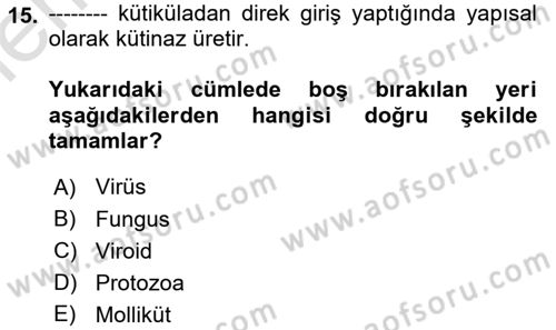 Fitopatoloji Dersi 2025 - 2026 Yılı (Vize) Ara Sınav Soruları 15. Soru