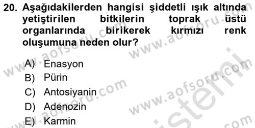 Fitopatoloji Dersi 2025 - 2026 Yılı (Vize) Ara Sınav Soruları 20. Soru
