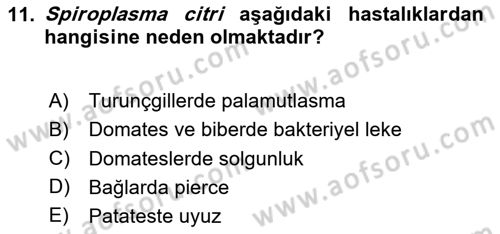 Fitopatoloji Dersi 2025 - 2026 Yılı (Final) Dönem Sonu Sınav Soruları 11. Soru