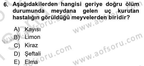 Fitopatoloji Dersi 2025 - 2026 Yılı (Final) Dönem Sonu Sınav Soruları 6. Soru