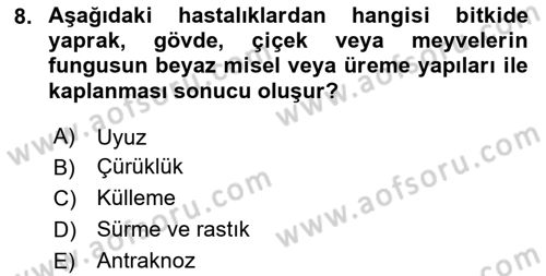 Fitopatoloji Dersi 2025 - 2026 Yılı (Final) Dönem Sonu Sınav Soruları 8. Soru