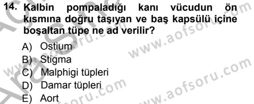 Entomoloji Dersi Ara Sınavı Deneme Sınav Soruları 14. Soru
