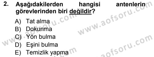Entomoloji Dersi Ara Sınavı Deneme Sınav Soruları 2. Soru