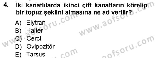 Entomoloji Dersi Ara Sınavı Deneme Sınav Soruları 4. Soru
