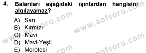 Entomoloji Dersi 2012 - 2013 Yılı (Final) Dönem Sonu Sınav Soruları 4. Soru