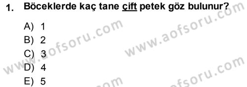 Entomoloji Dersi Ara Sınavı Deneme Sınav Soruları 1. Soru