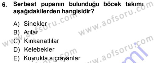 Entomoloji Dersi Ara Sınavı Deneme Sınav Soruları 6. Soru
