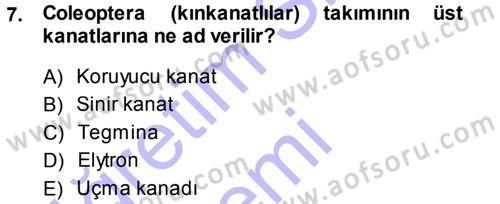 Entomoloji Dersi Ara Sınavı Deneme Sınav Soruları 7. Soru
