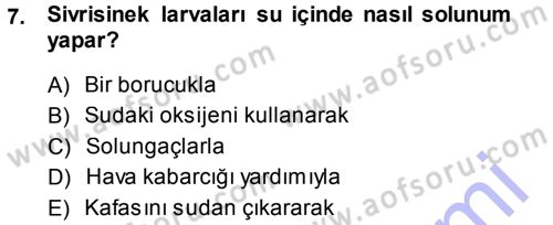 Entomoloji Dersi 2013 - 2014 Yılı (Final) Dönem Sonu Sınav Soruları 7. Soru