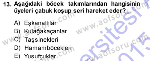 Entomoloji Dersi Ara Sınavı Deneme Sınav Soruları 13. Soru