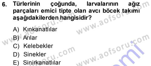 Entomoloji Dersi Ara Sınavı Deneme Sınav Soruları 6. Soru