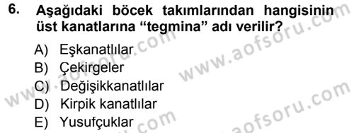 Entomoloji Dersi 2014 - 2015 Yılı (Final) Dönem Sonu Sınav Soruları 6. Soru