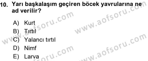 Entomoloji Dersi 2015 - 2016 Yılı (Vize) Ara Sınav Soruları 10. Soru
