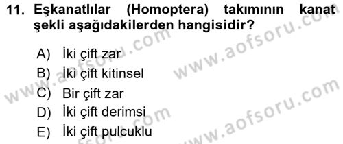 Entomoloji Dersi Ara Sınavı Deneme Sınav Soruları 11. Soru