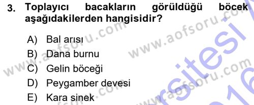 Entomoloji Dersi 2015 - 2016 Yılı (Vize) Ara Sınav Soruları 3. Soru