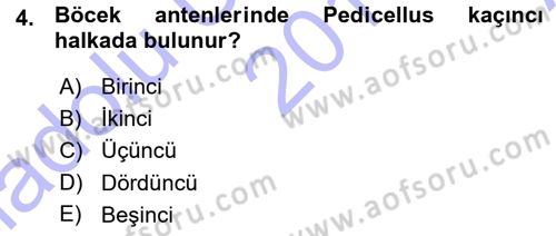 Entomoloji Dersi Ara Sınavı Deneme Sınav Soruları 4. Soru