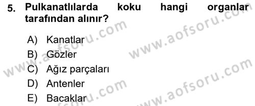 Entomoloji Dersi 2015 - 2016 Yılı (Vize) Ara Sınav Soruları 5. Soru