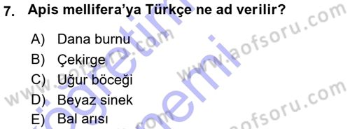 Entomoloji Dersi Ara Sınavı Deneme Sınav Soruları 7. Soru