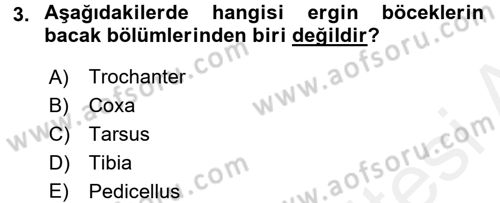 Entomoloji Dersi 2015 - 2016 Yılı Tek Ders Sınav Soruları 3. Soru
