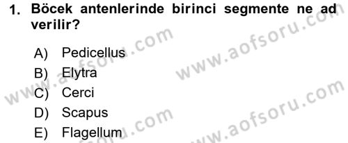 Entomoloji Dersi 2016 - 2017 Yılı 3 Ders Sınav Soruları 1. Soru
