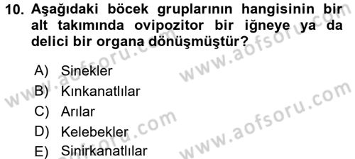 Entomoloji Dersi Ara Sınavı Deneme Sınav Soruları 10. Soru
