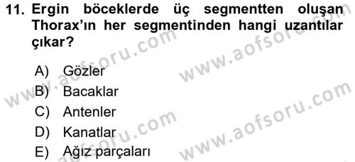 Entomoloji Dersi 2016 - 2017 Yılı (Vize) Ara Sınav Soruları 11. Soru