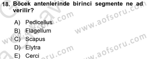 Entomoloji Dersi 2016 - 2017 Yılı (Vize) Ara Sınav Soruları 18. Soru