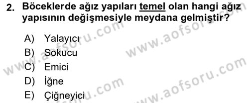 Entomoloji Dersi Ara Sınavı Deneme Sınav Soruları 2. Soru