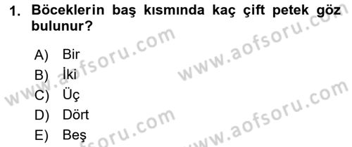 Entomoloji Dersi Ara Sınavı Deneme Sınav Soruları 1. Soru