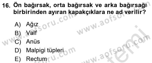 Entomoloji Dersi Ara Sınavı Deneme Sınav Soruları 16. Soru