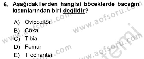 Entomoloji Dersi 2017 - 2018 Yılı (Vize) Ara Sınav Soruları 6. Soru