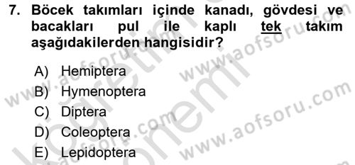 Entomoloji Dersi Ara Sınavı Deneme Sınav Soruları 7. Soru