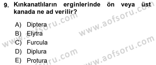 Entomoloji Dersi 2017 - 2018 Yılı (Vize) Ara Sınav Soruları 9. Soru