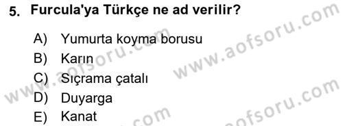 Entomoloji Dersi 2017 - 2018 Yılı (Final) Dönem Sonu Sınav Soruları 5. Soru