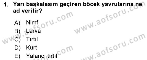 Entomoloji Dersi 2018 - 2019 Yılı 3 Ders Sınav Soruları 1. Soru