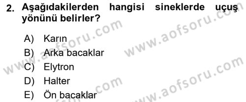 Entomoloji Dersi 2018 - 2019 Yılı 3 Ders Sınav Soruları 2. Soru