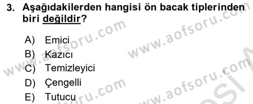 Entomoloji Dersi 2018 - 2019 Yılı 3 Ders Sınav Soruları 3. Soru