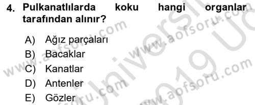 Entomoloji Dersi 2018 - 2019 Yılı 3 Ders Sınav Soruları 4. Soru